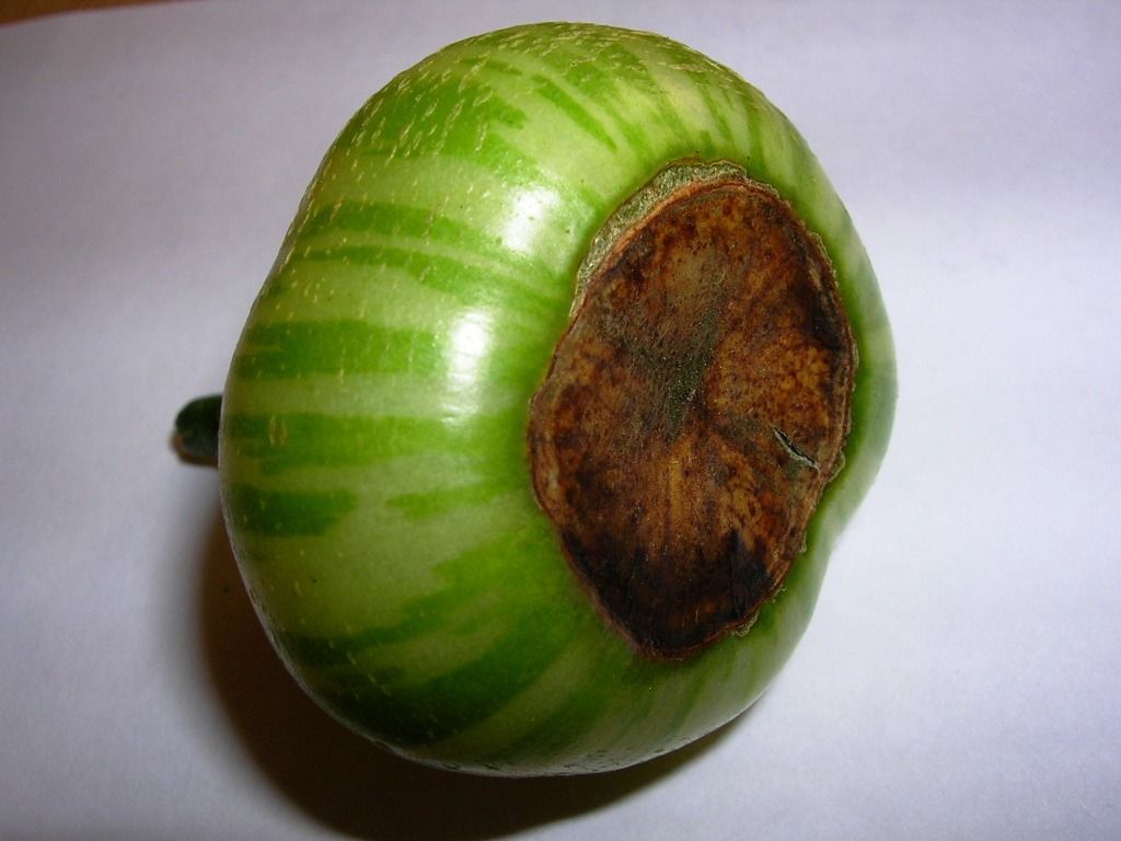 Nærbilde av grønn tomat med brunt felt på undersida. Foto.