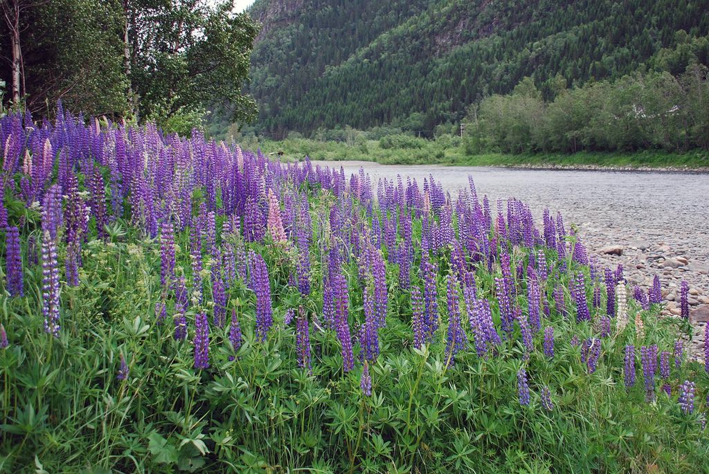 Store mengder hagelupin vokser langs elvebredd. Foto.
