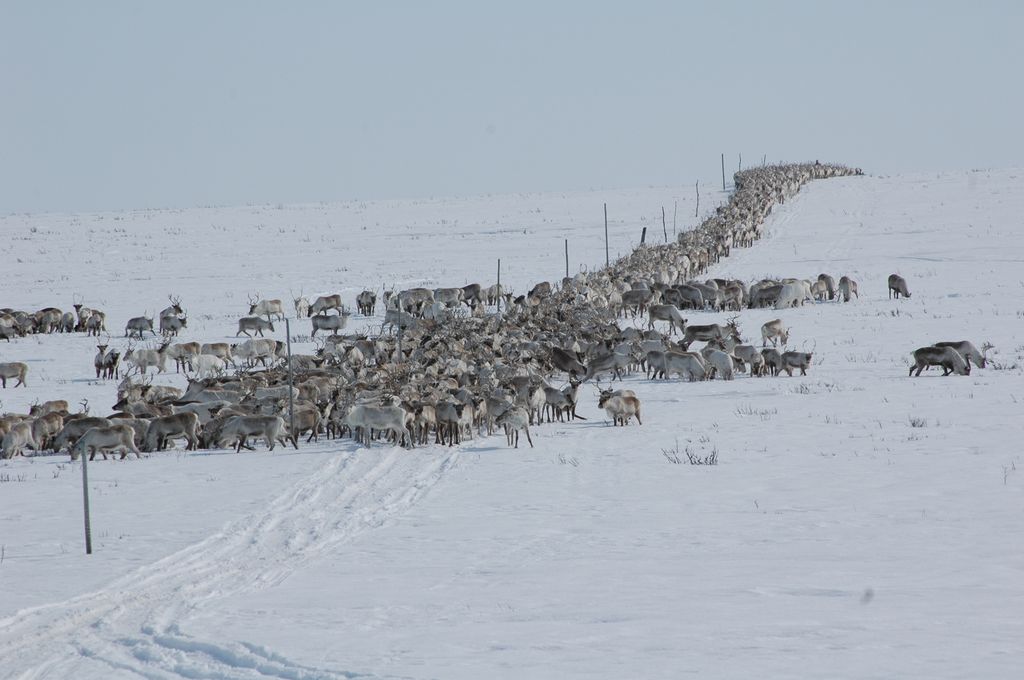 Reinflokk på vidde dekket av snø. Foto.