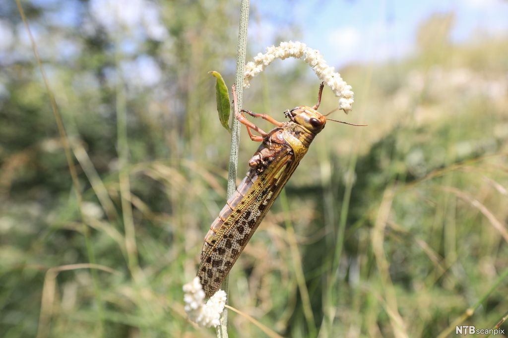 Rásselohkku mii borra gordnešattu. Govva.