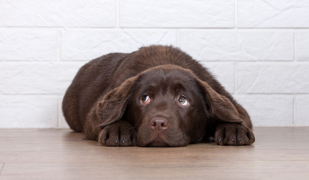 A dark brown dog lying on the floor, looking quite sad. Photo.