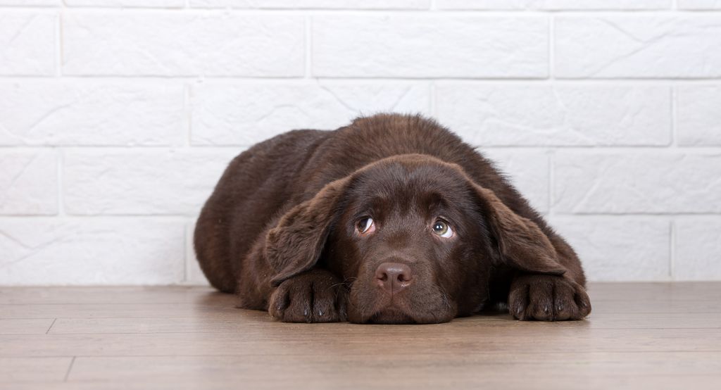 A dark brown dog lying on the floor, looking quite sad. Photo.