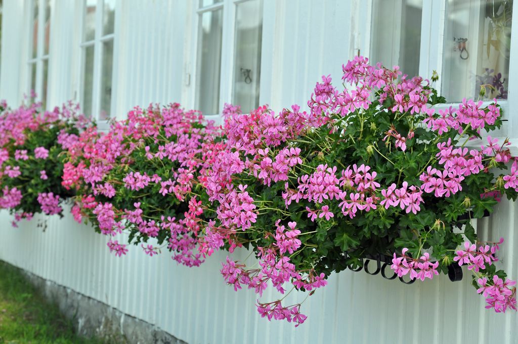 Planter med rosa blomster i blomsterkasser. Foto.