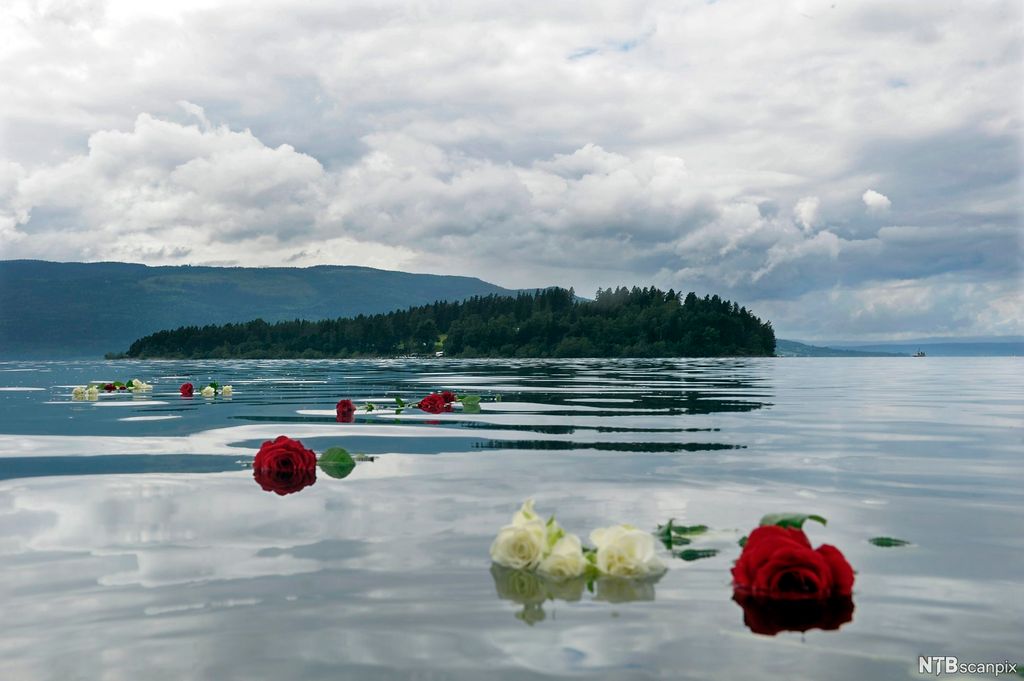 Fotografi som viser Utøya, ei lita øy i Tyrifjorden. Over hele øya vokser det grantrær. På det stille vannet flyter det røde og hvite roser. Foto.