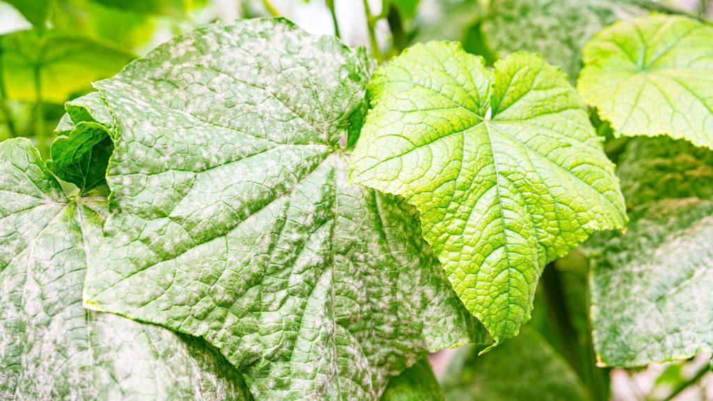 Grønne, store agurkblader med hvitt, prikkete belegg og et mindre, lysere grønt blad uten belegg. Foto.