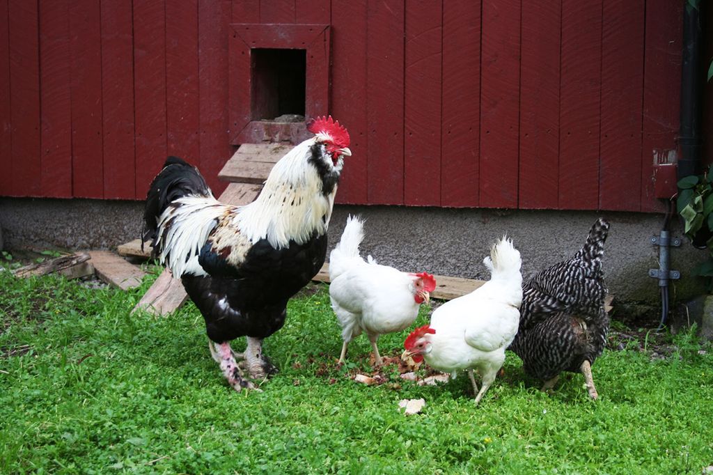 Hane og høner ute i friluft. Foto.