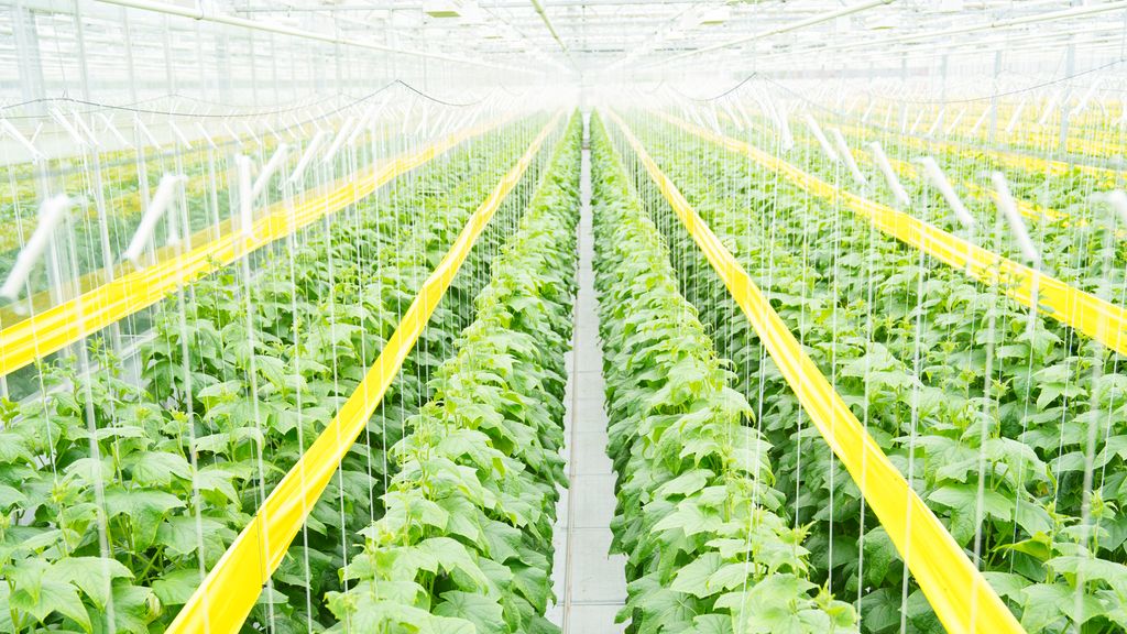 Lange, rette rader med agurkplanter sett skrått ovenfra. Foto.