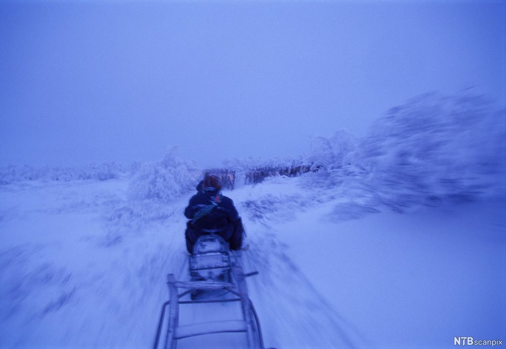 Mann i snødrev på snøskuter med reinflokk foran seg. Foto.
