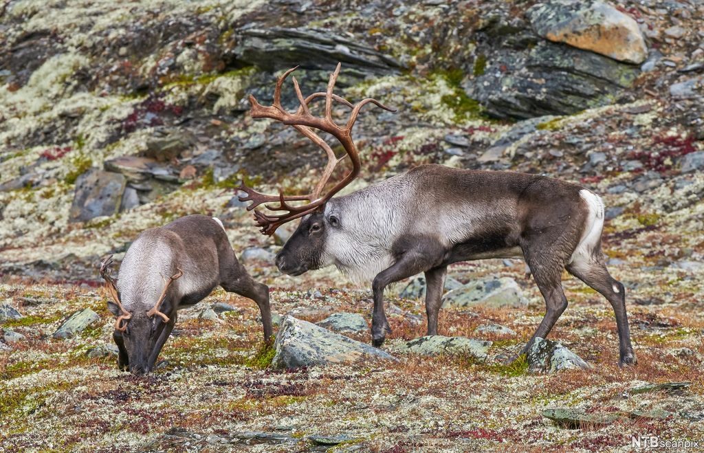 To reinsdyr i høyfjellet, det ene har et lite gevir og det andre et stort. Foto.