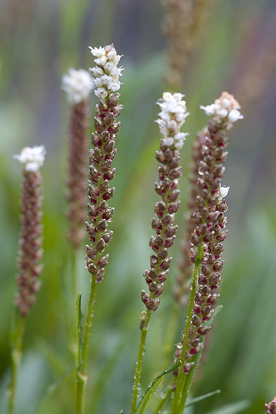 Nærbilde av harerug med mange yngleknopper. Foto.