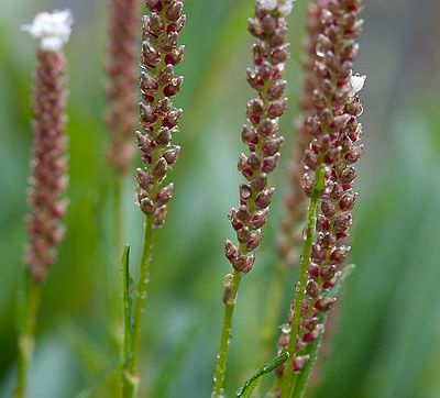 Nærbilde av harerug med mange yngleknopper. Foto.