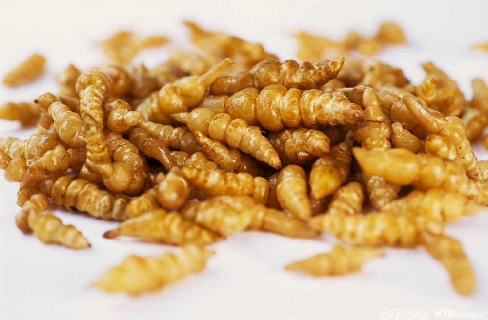 En haug med små, brune, ujevne grønnsaker. Foto.