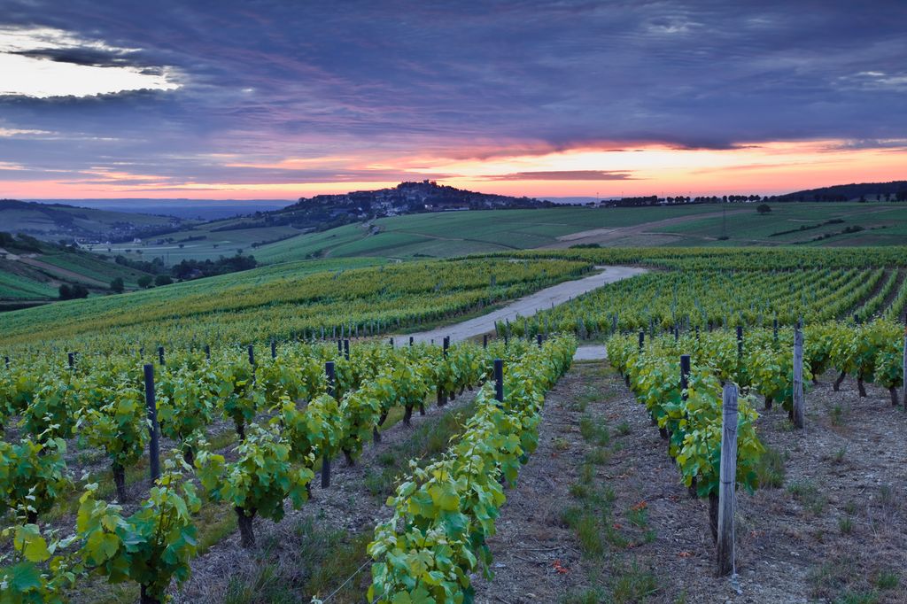 Et stort, bølgende åkerlandskap med rekker av grønne vinranker. Foto.