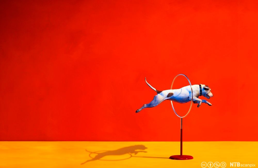 Hund som hopper igjennom en ring. Illustrasjon.