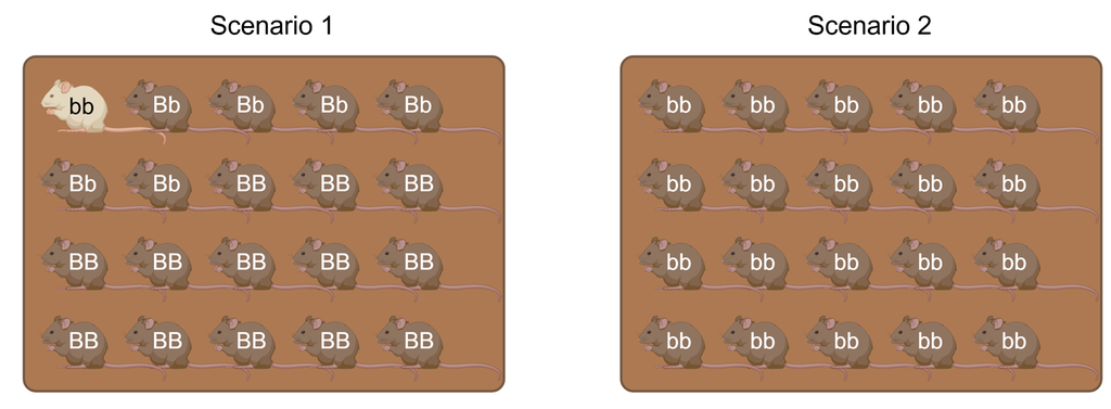 Figuren viser to scenarier som illustrerer populasjonene etter 10 generasjoner med naturlig seleksjon.
I scenario 1 vises en populasjon med totalt 20 mus. Én mus er lys, mens 19 er brune. Av de brune musene har 13 genotype stor B stor B og 6 genotype stor B liten b. Den lyse musa har genotype liten b liten b. Det fins altså fremdeles heterozygote individer i populasjonen som har allelet for lys pels.
I scenario 2 vises en populasjon med totalt 20 mus som alle er brune. Alle individene har genotype liten b liten b. Det viser at allelet for brun pels er blitt fiksert i populasjonen etter 10 generasjoner.