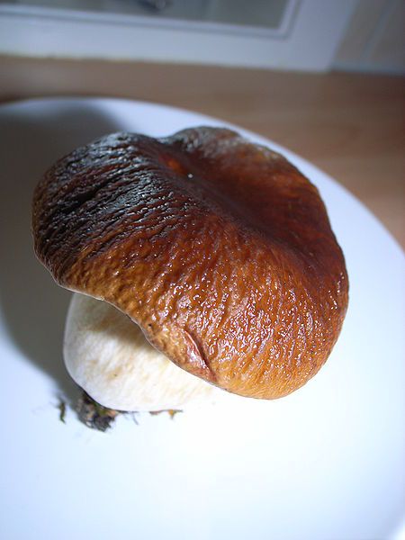 steinsopp. Foto.