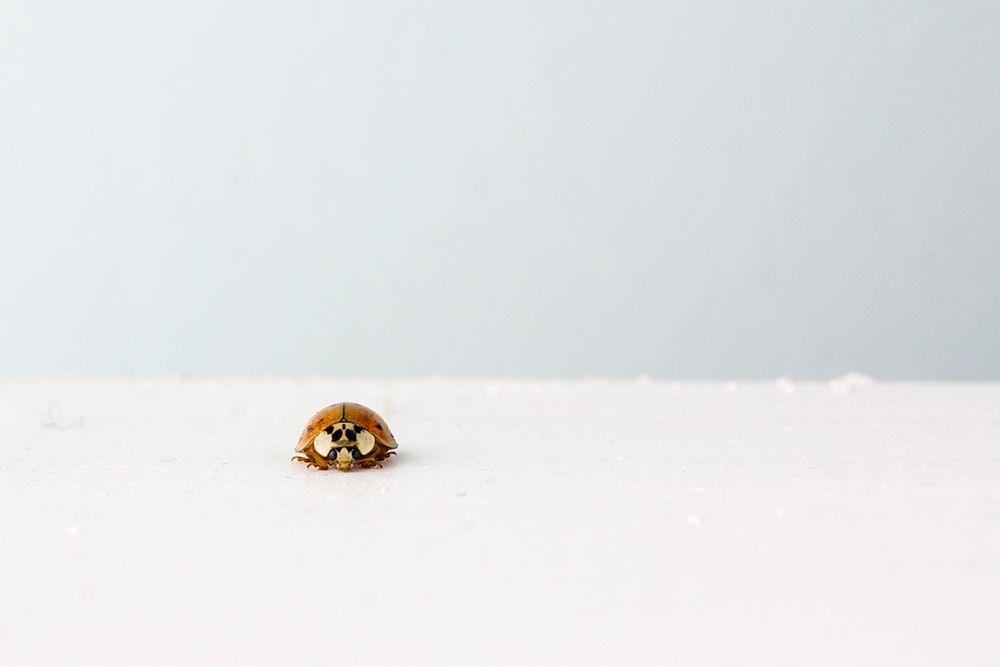 Ei lita, oransje marihøne på ei svær, kvit flate av snø. Foto.