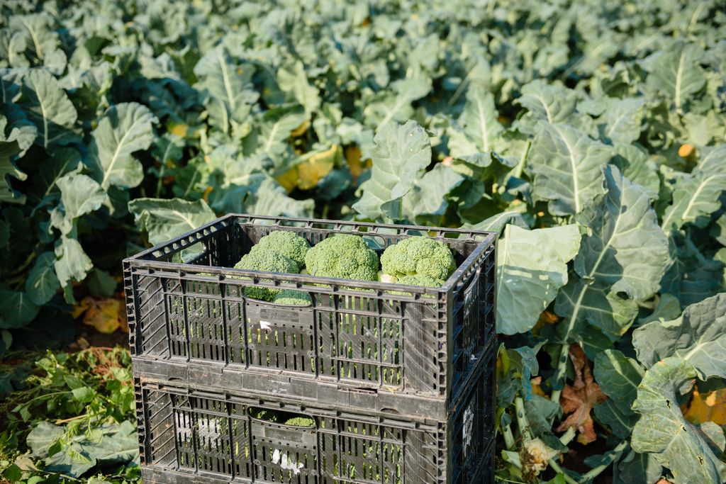 Høstet brokkoli i kasser i en brokkoliåker. Foto.