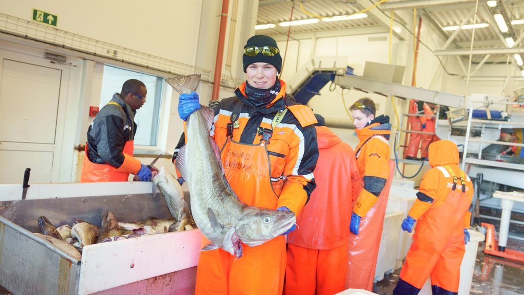 Ung mann i oransje oljebukse held opp ein stor skrei på fiskemottaket. Foto.