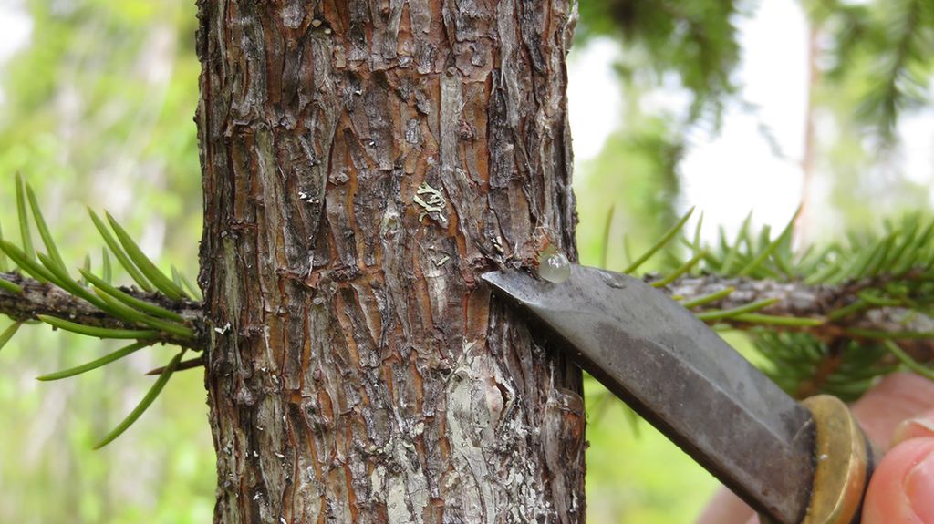 Njohke nejpesne. Guvvie.