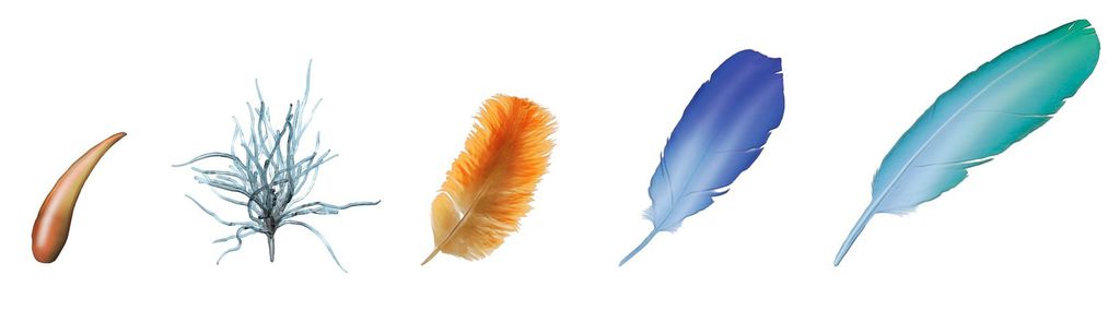 Fem ulike stadier i utviklinga av fjær. Illustrasjon.