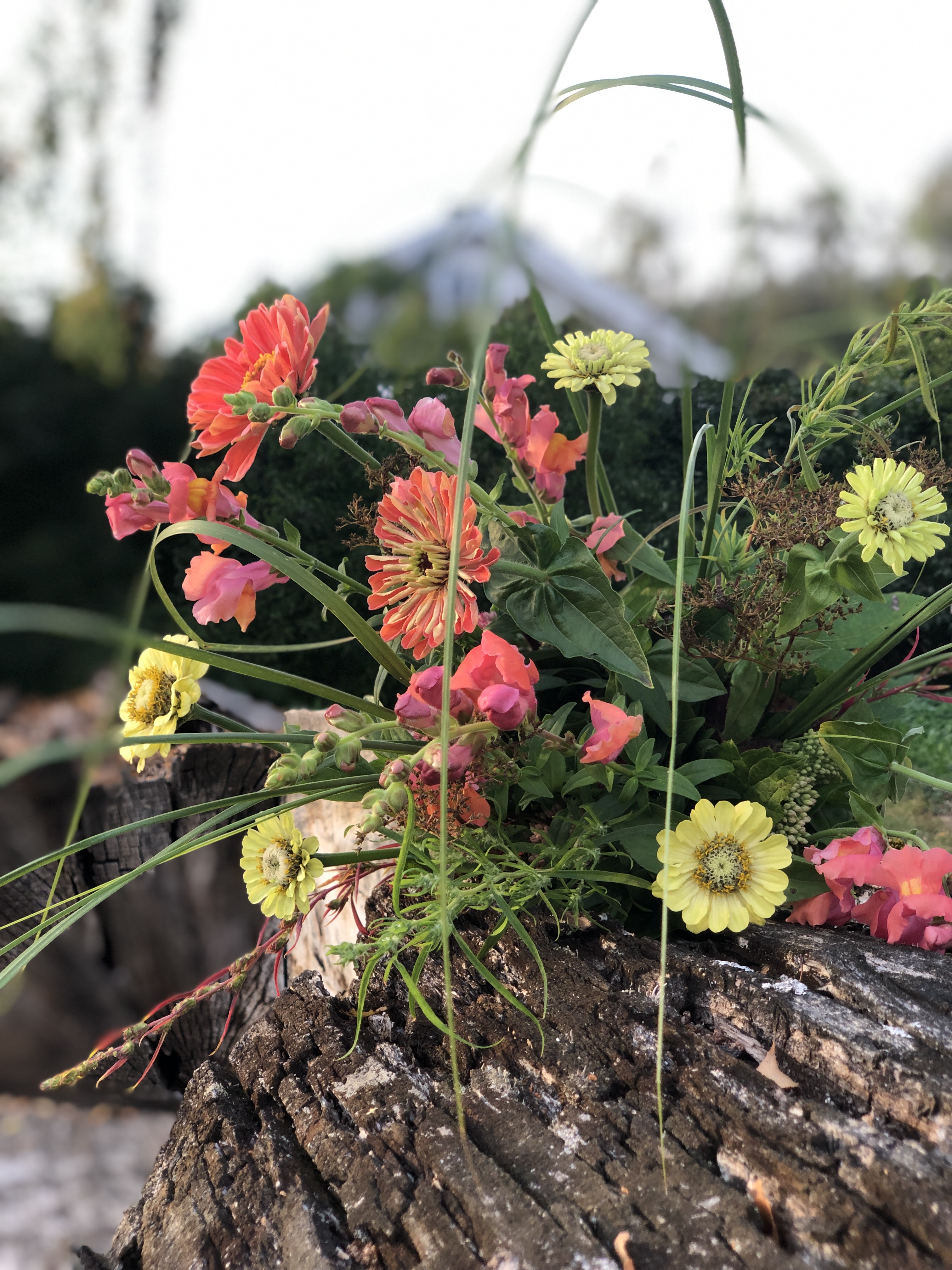 Fotografi av åpen bukett med zinnia, antirrhinum og prydgress, som ligger ute på en gammel trestamme.