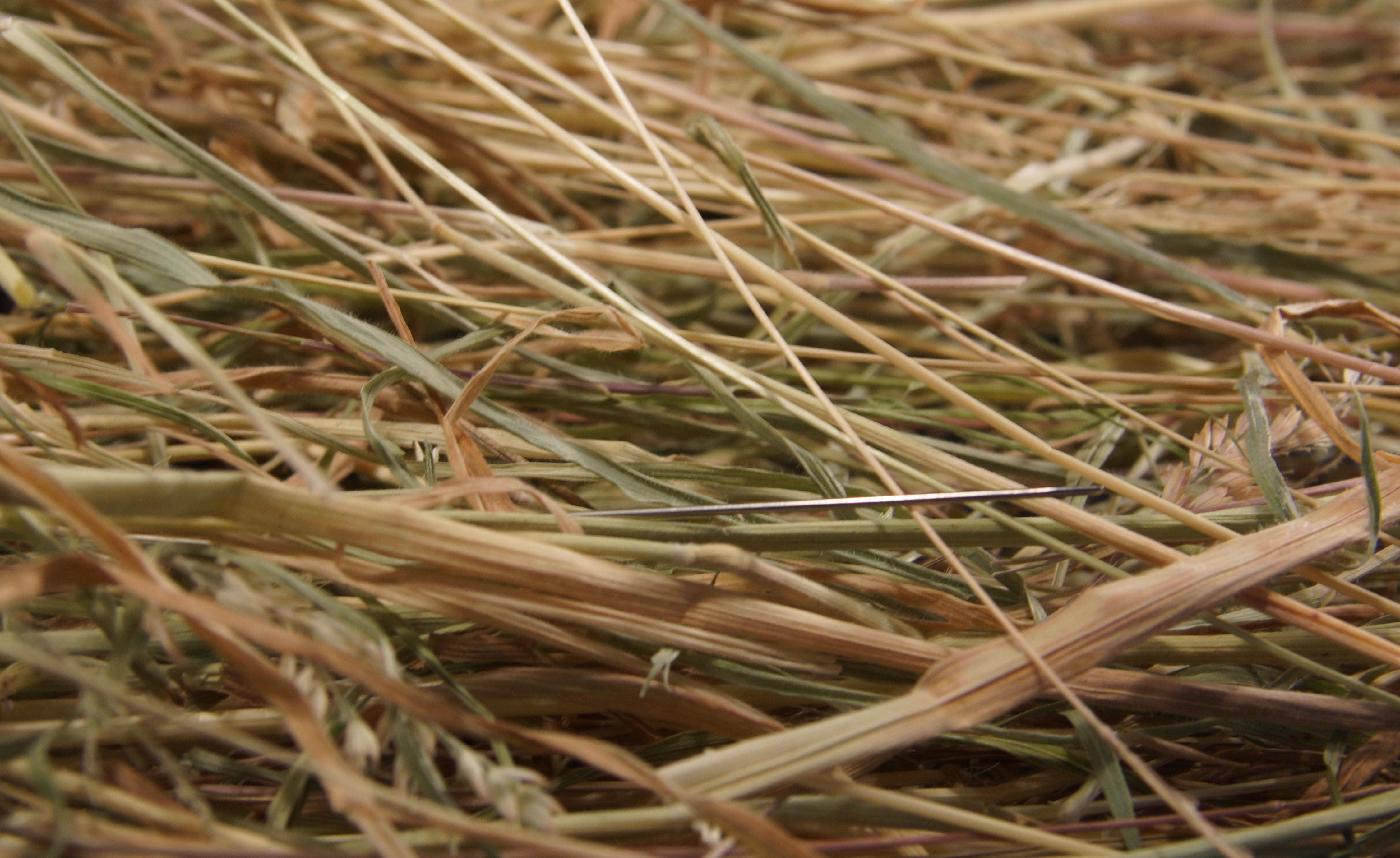 Nærbilde av tørket gras. Foto. 