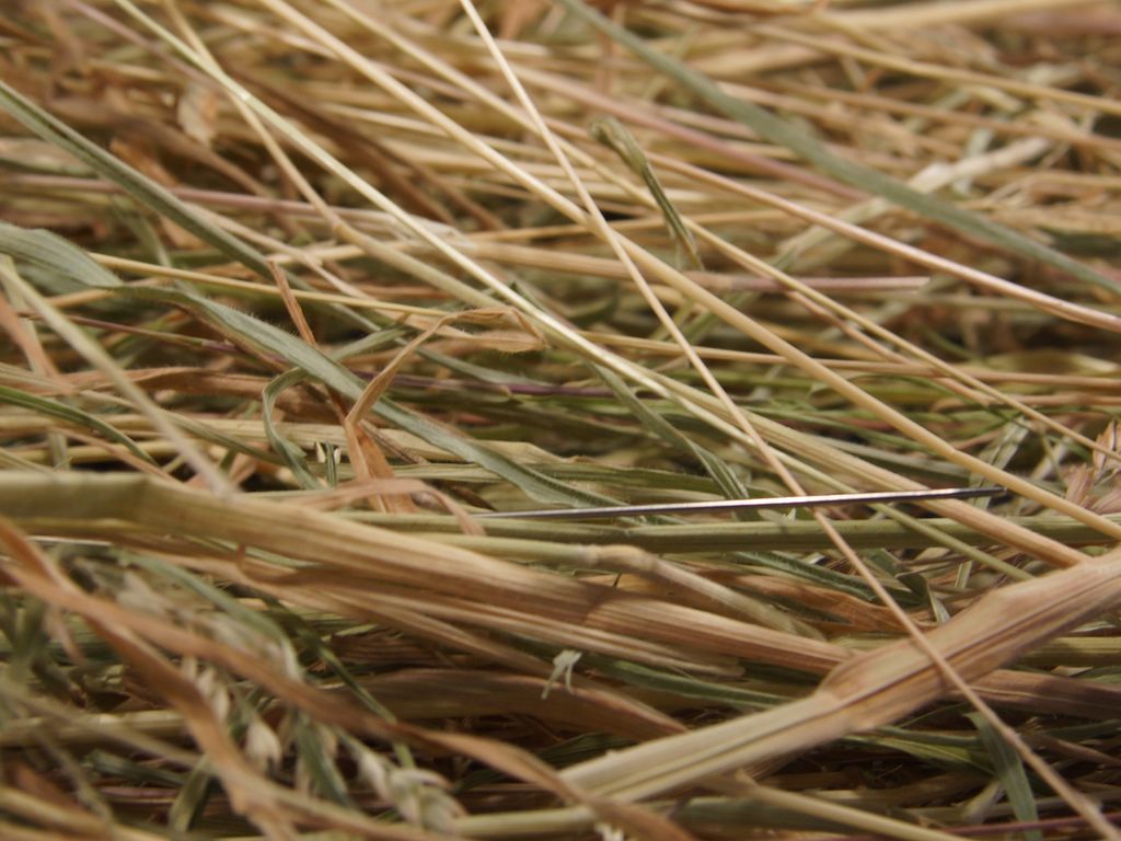 Nærbilde av tørket gras. Foto.
