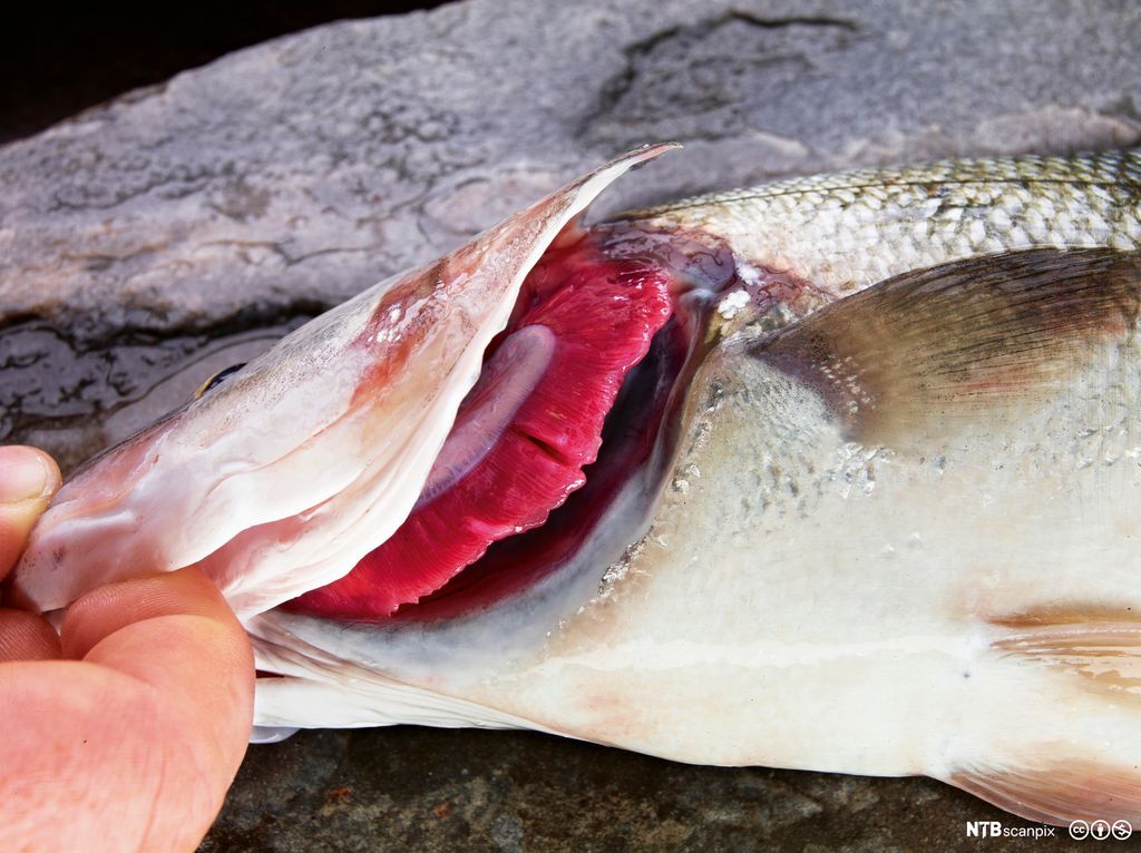 Gjeller hos fisk. Foto.