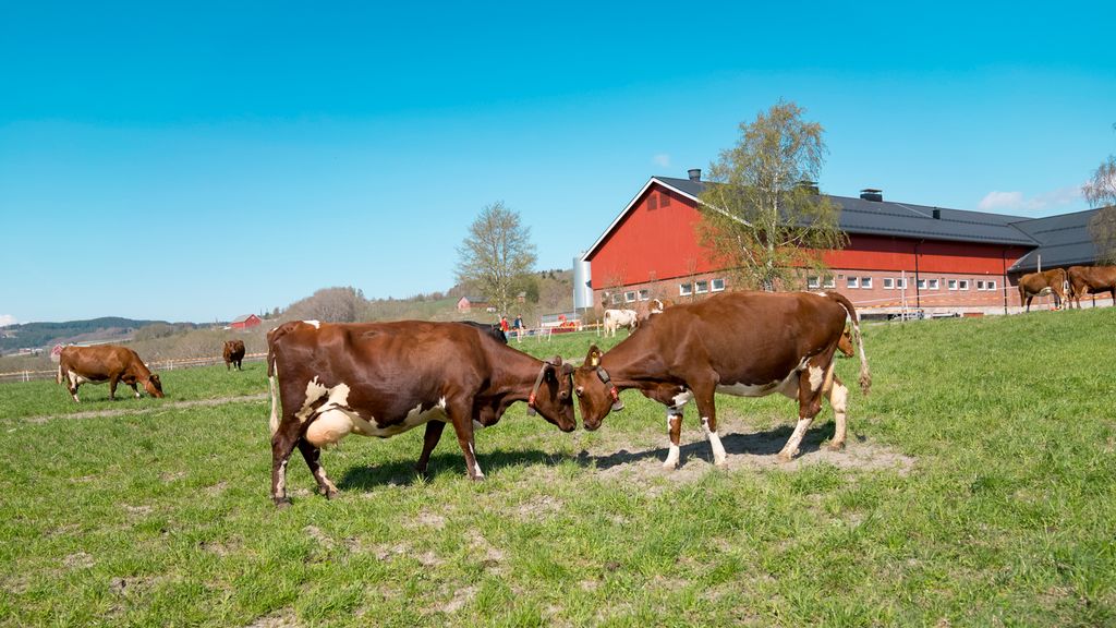 To kyr står med hodene mot hverandre ute på et jorde, klare til kamp. Foto.