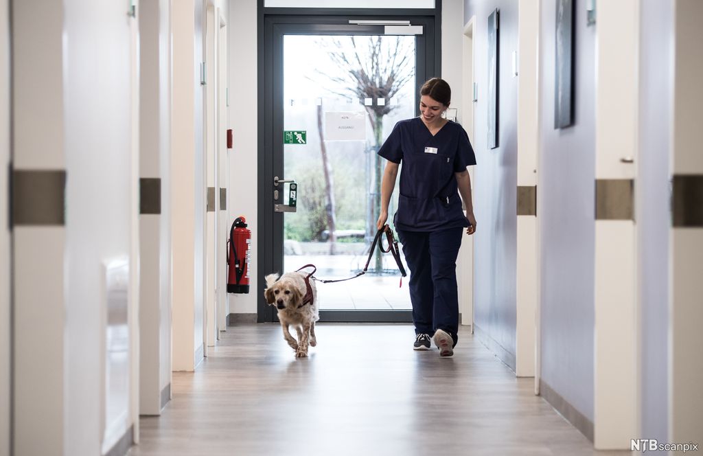 Hund føres inn i dyreklinikk av veterinærassistent. Foto.