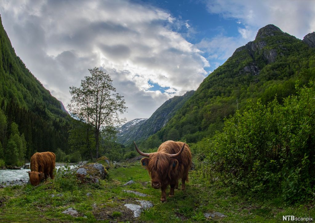 Skotsk høylandsfe på utmarksbeite. Foto.