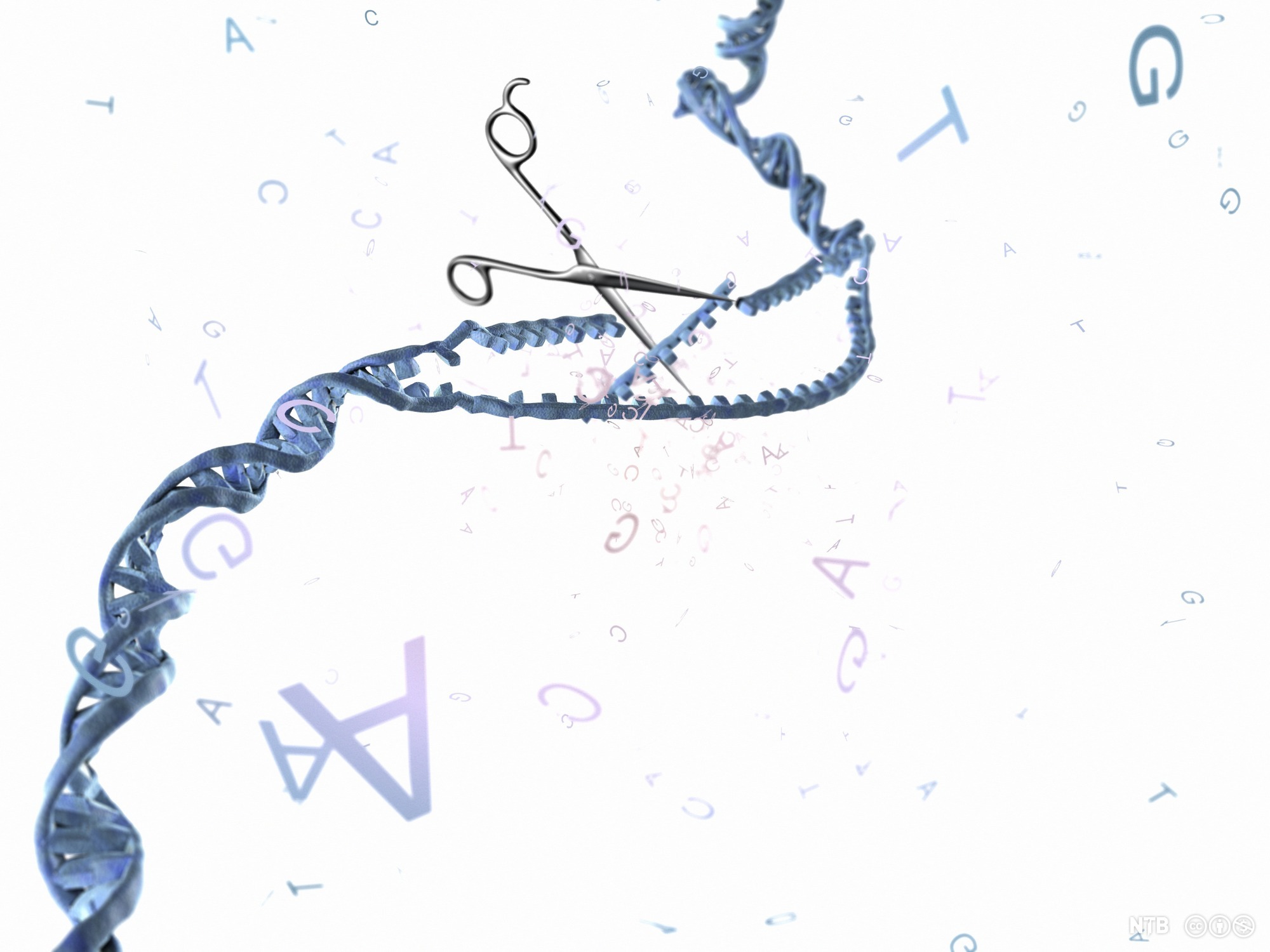 Genredigering. Konseptuell illustrasjon av en saks som klipper i DNA. 