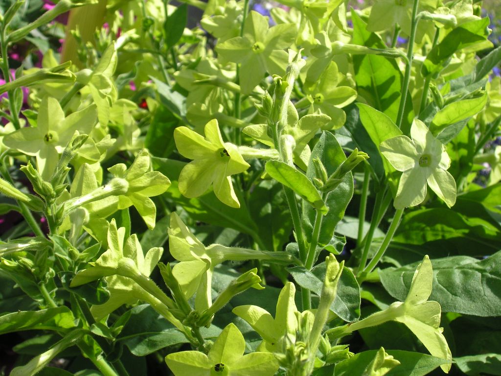 Plante med lysegule blomster. Foto.