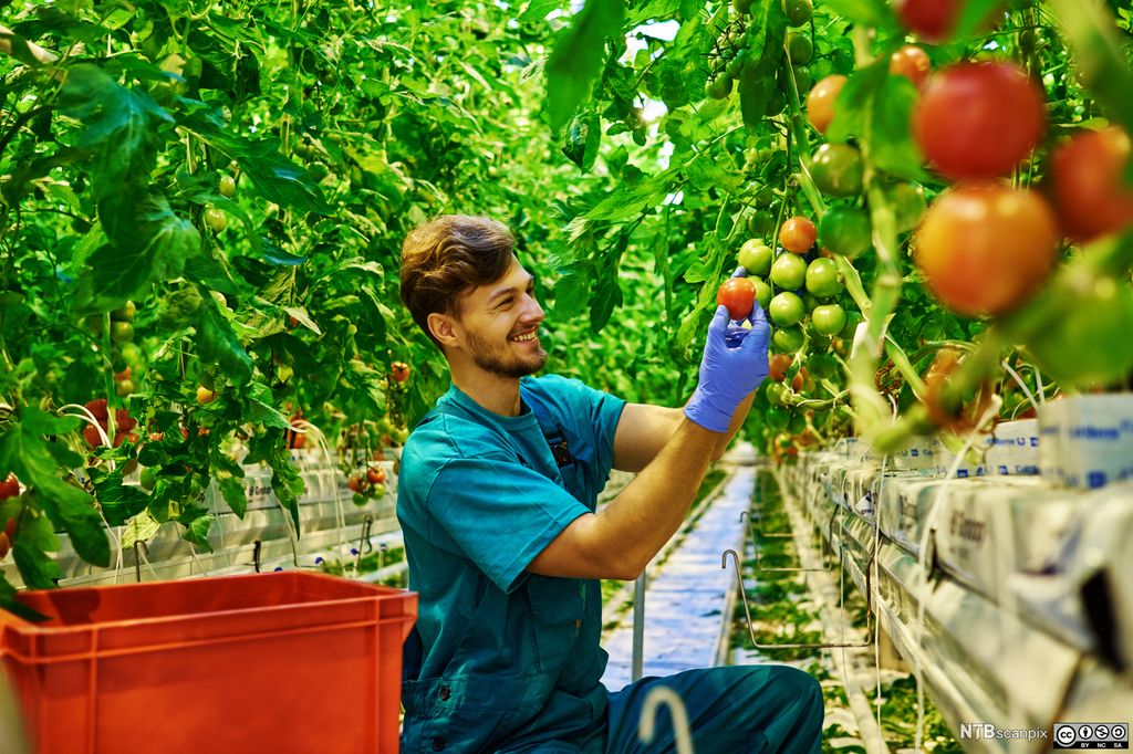 Gartnar steller tomatplanter i eit drivhus. Foto.