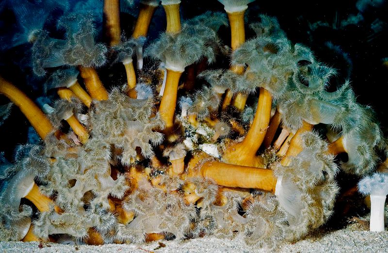 Foto av mange anemoner som er festet til en stein