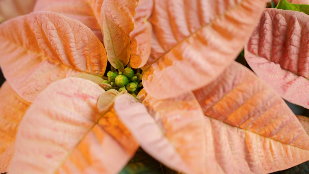Nærbilde av blomstene på ei julestjerne. Små knopper mellom store, fargede blader. Foto.