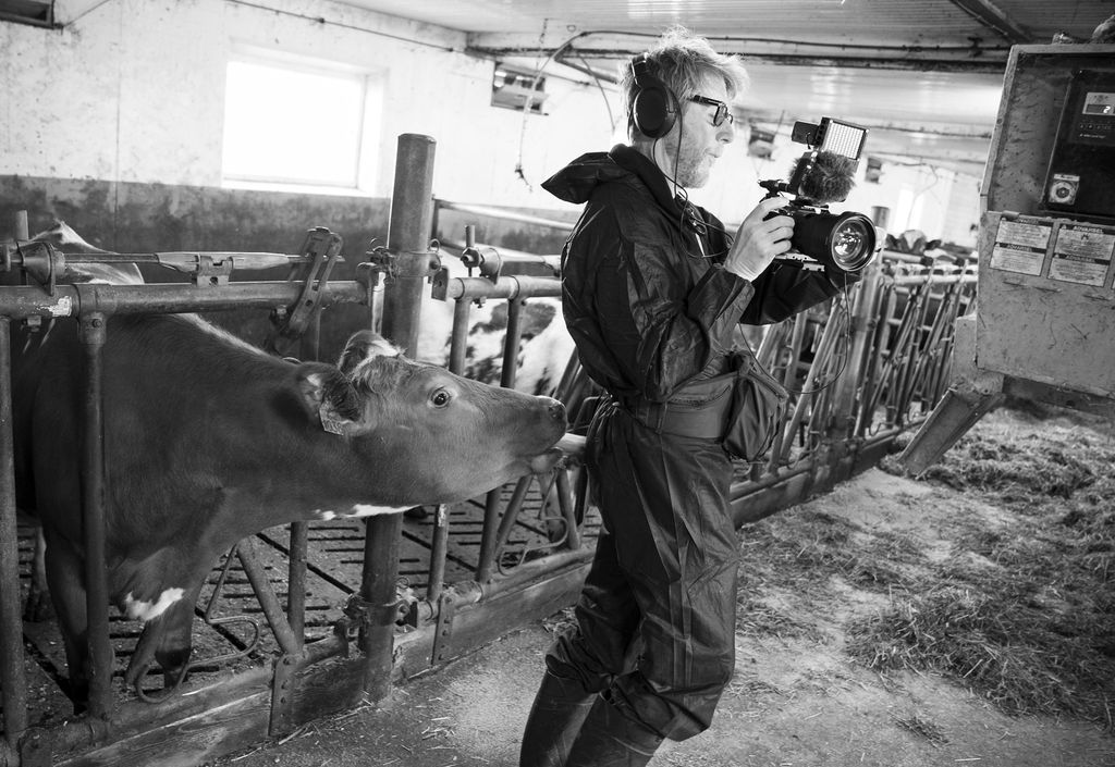 Ku stikker tunga bort på baken til en intetanende filmfotograf i fjøset. Svart-hvitt foto.