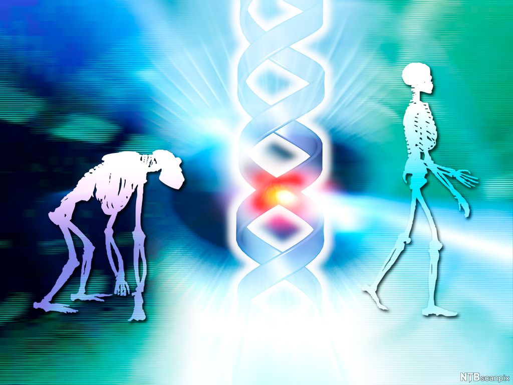 Ábegáhttu, olmmoš ja DNA. Illustrašuvdna.