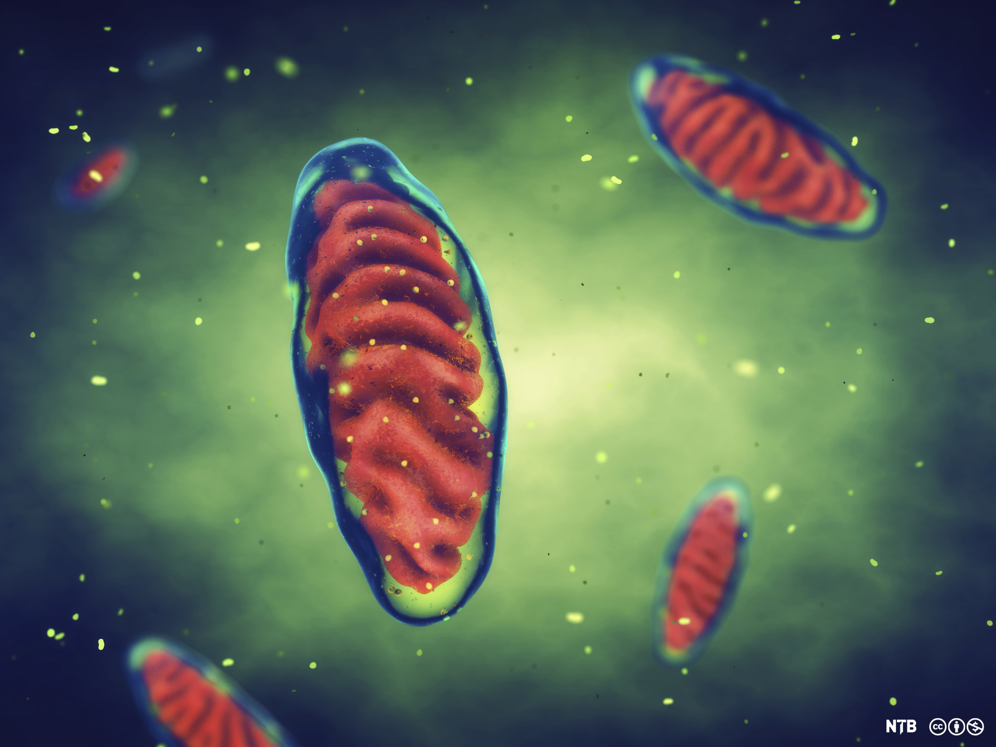 Celleorganellen mitokondrie. Illustrasjon. 