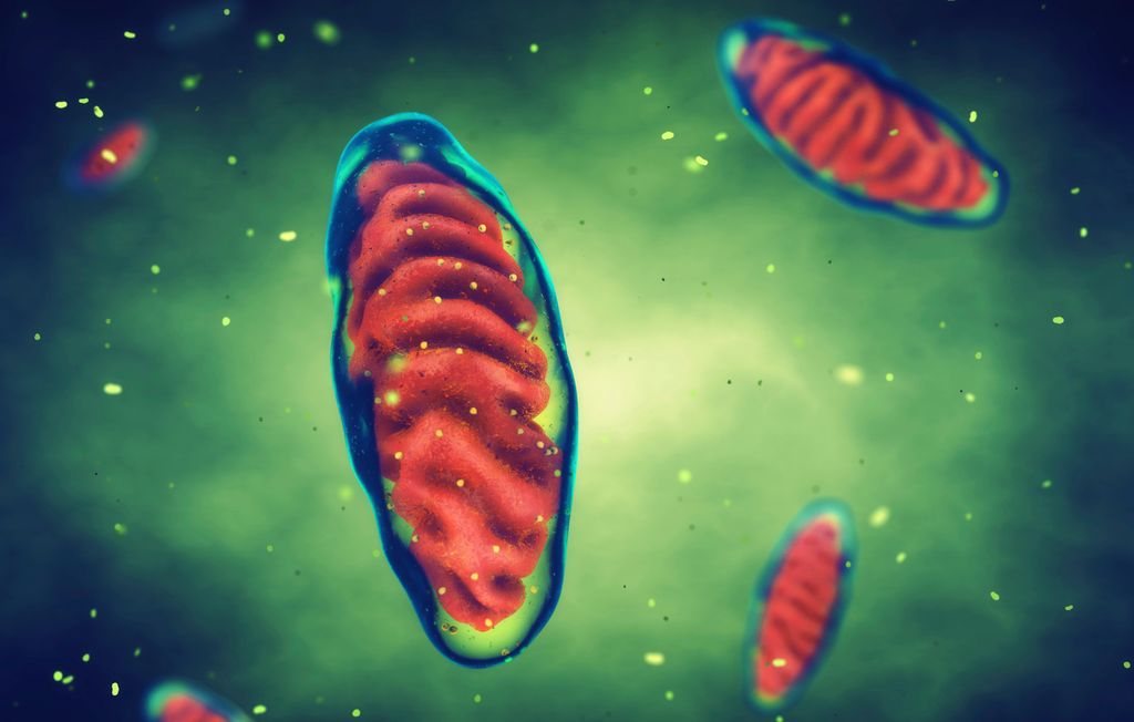 Celleorganellen mitokondrie. Illustrasjon.