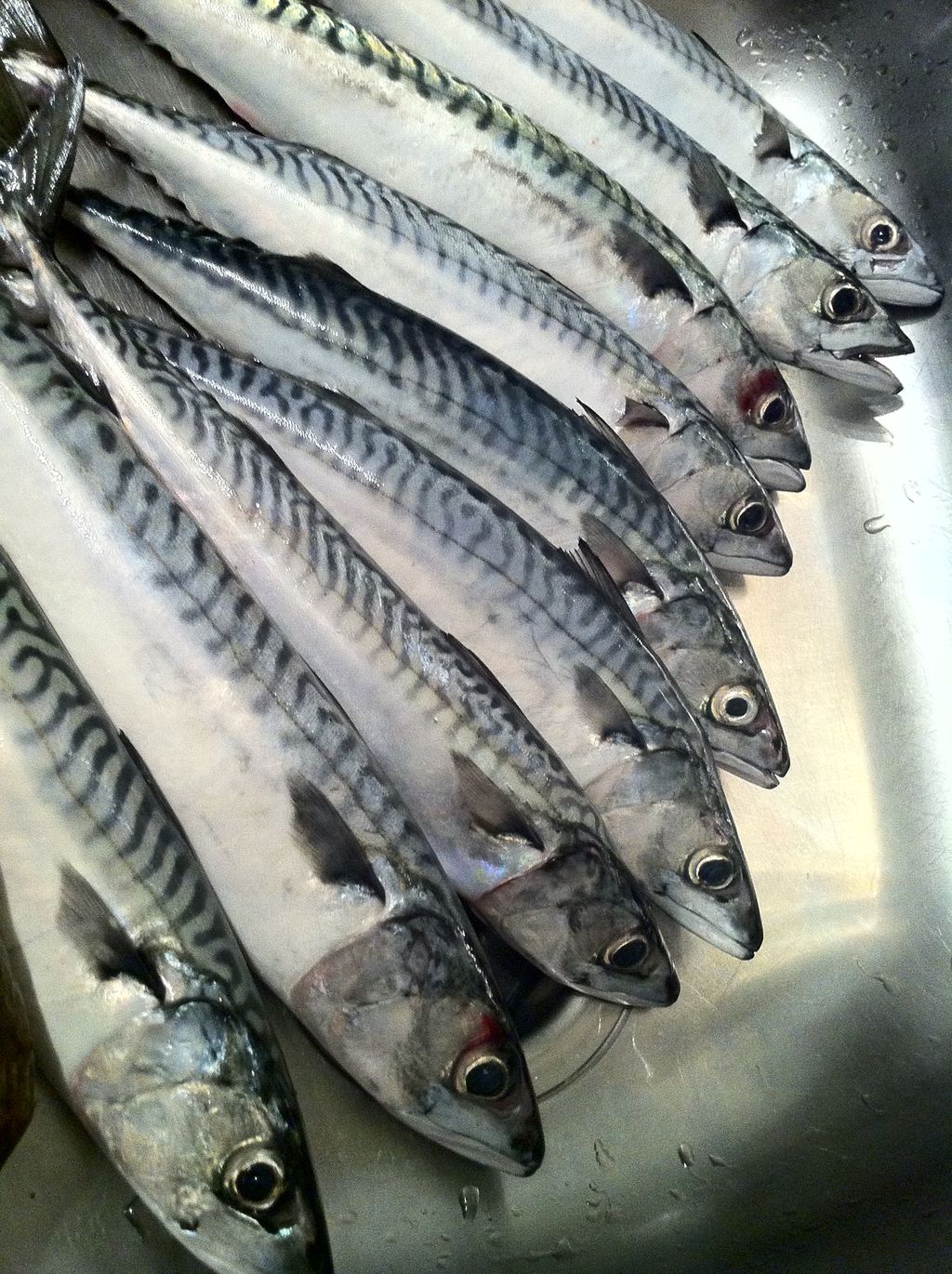 Ovcci makrealla maŋŋálagaid gievkkana basadangáris. Govva.