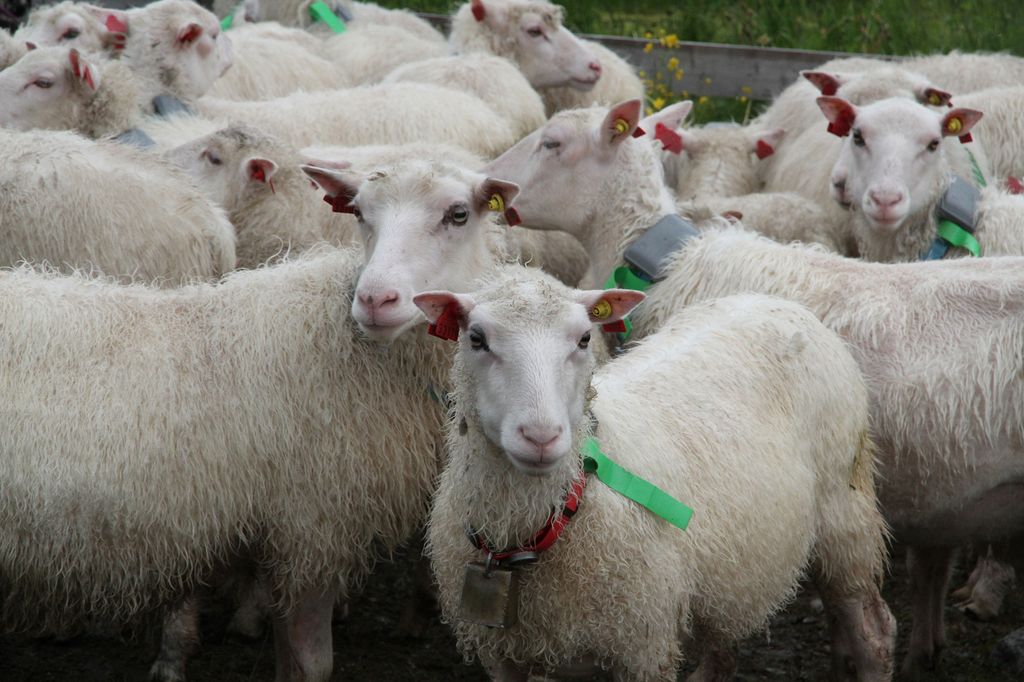 En flokk kvit spælsau som står tett sammen. Foto.