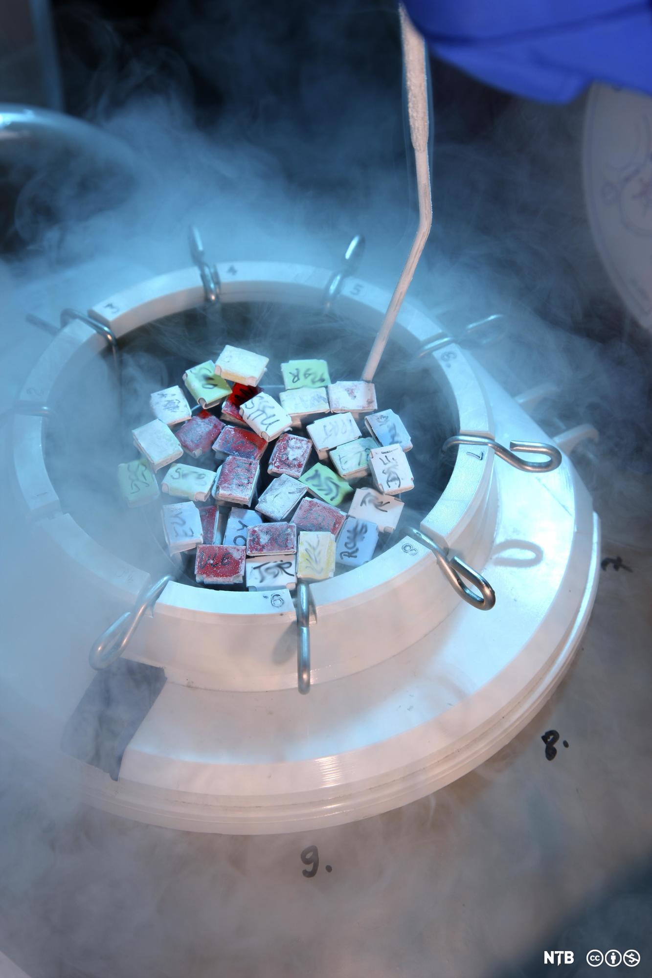 Flere frosne eggprøver tas opp fra en tank med flytende nitrogen. Foto. 