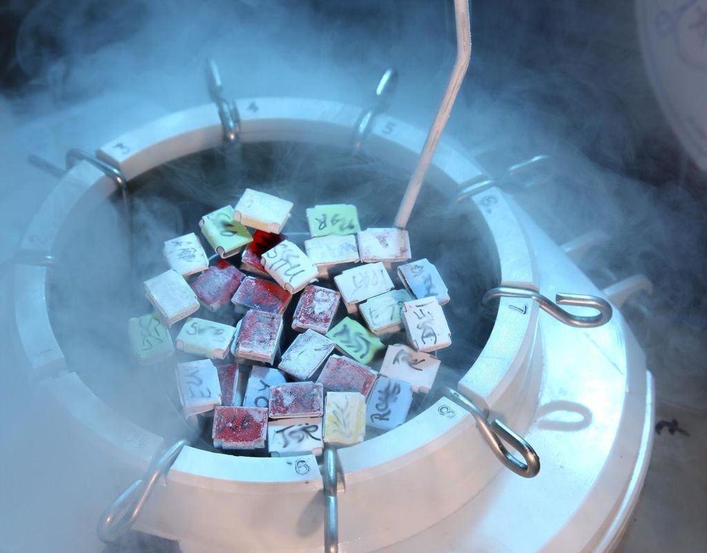 Fleire frosne eggprøver blir tekne opp frå ein tank med flytande nitrogen. Foto.