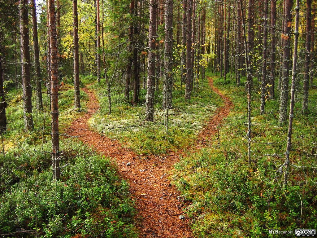 Sti i granskog deler seg i to. Foto.