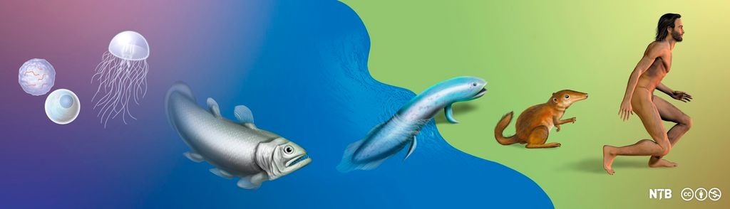  Illustrasjon av tidslinje med celle, manet, fisk på vei opp av vannet, pelskledd dyr og menneske