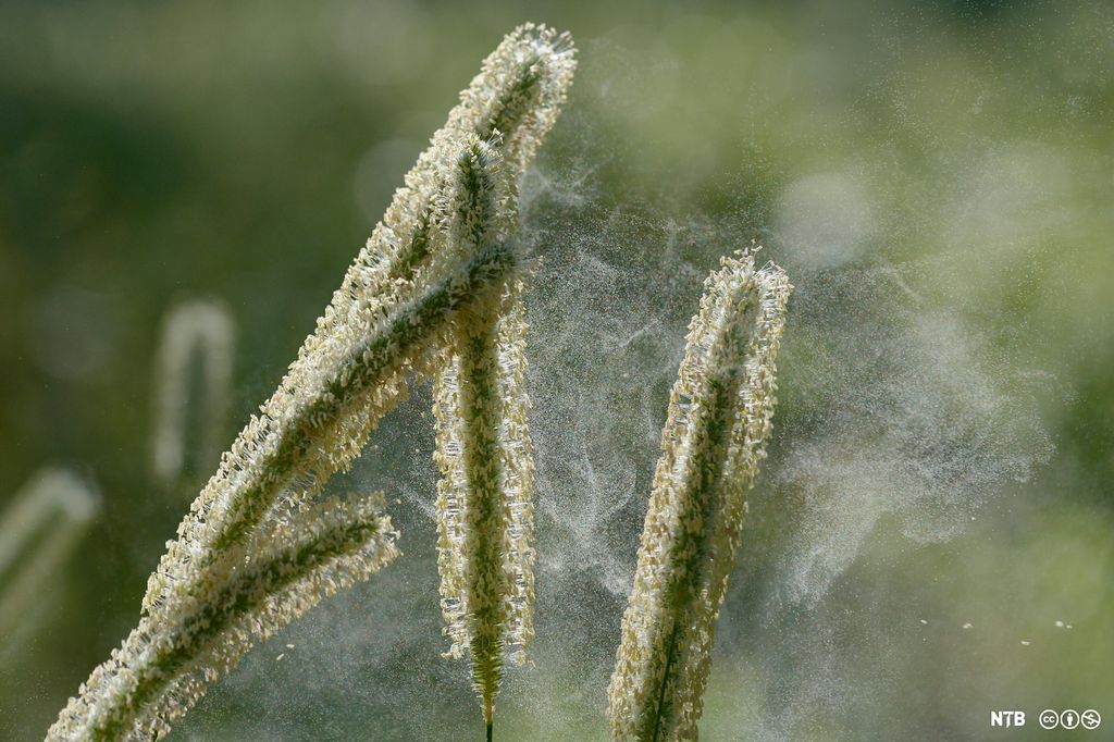 Blomsterstander hos gress med sky av pollen. Foto.