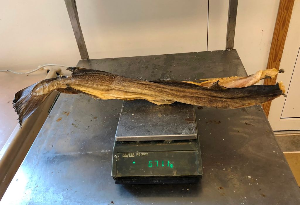 Tørket fisk som ligger på ei vekt. Vekta viser 671 gram. Foto.