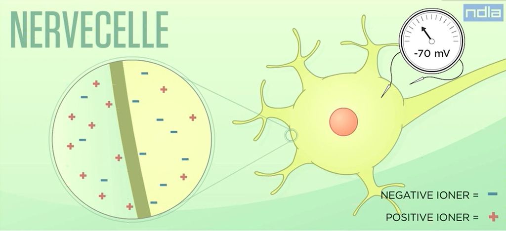 Forenklet bilde av cellemembranen i en nervecelle med negativ ladning på innsiden (minus 70 millivolt)